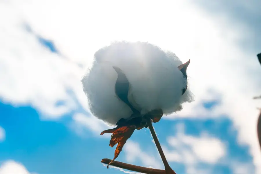 ���̥��åȥ�ץ���������